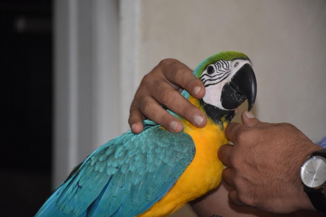 Hand Reared Baby Blue And Gold Macaw Parrot